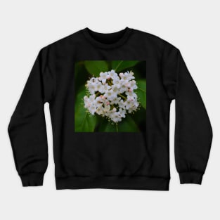 Viburnum Tinus Crewneck Sweatshirt